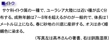 　■イトウ　
  サケ科イトウ属の一種で、ユーラシア大陸には近い種が広く分布する。成熟年齢は7〜8年を超えるがのが一般的で、体長は1メートル以上になる。春に砂地の川底に産卵する。オスは赤く婚姻色に染まる。　　（写真左は高木さんの著書、右は釧路湿原）
