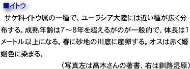　■イトウ　
  サケ科イトウ属の一種で、ユーラシア大陸には近い種が広く分布する。成熟年齢は7〜8年を超えるがのが一般的で、体長は1メートル以上になる。春に砂地の川底に産卵する。オスは赤く婚姻色に染まる。　　（写真左は高木さんの著書、右は釧路湿原）